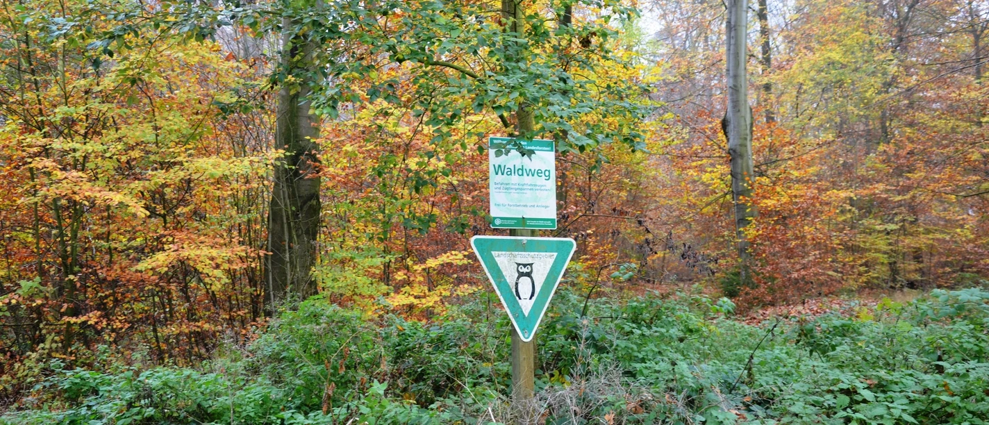 Wald im Herbst