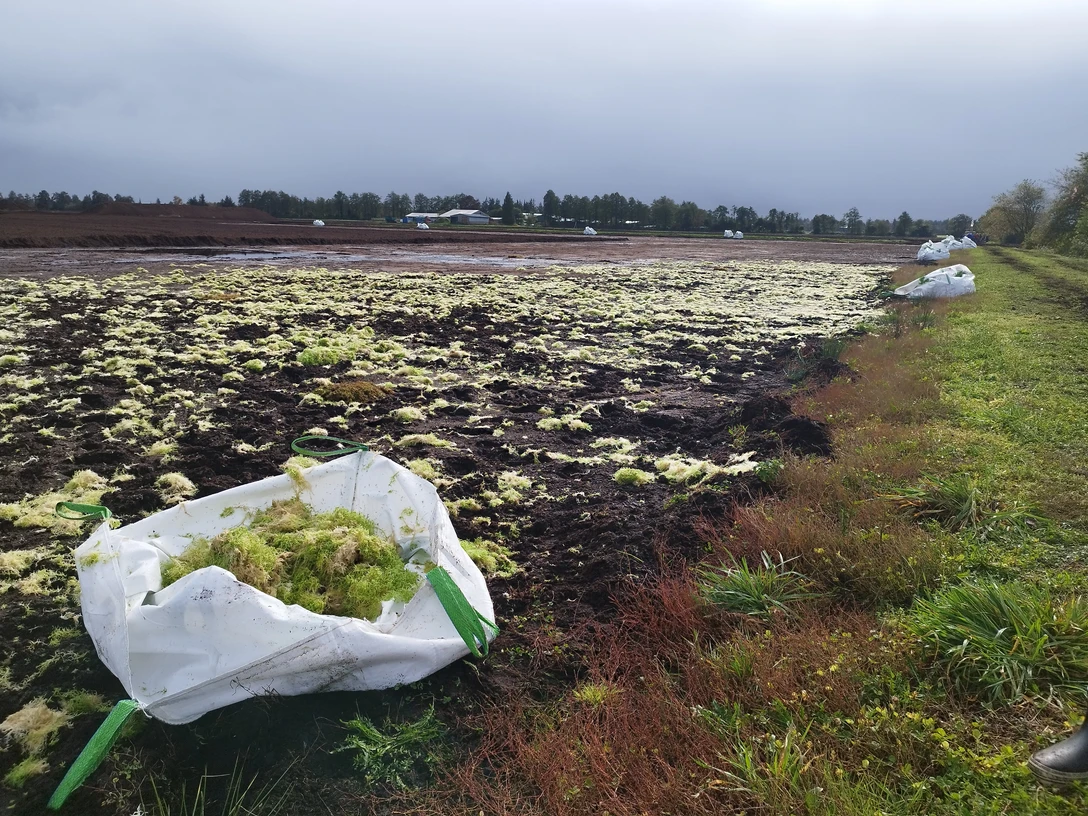 Renaturierung des Ahlen-Falkenberger Moors Weite Moorlandschaft mit hellgrünem Moosbewuchs, großen Erntesäcken und dunkler Erde unter grauem Himmel.