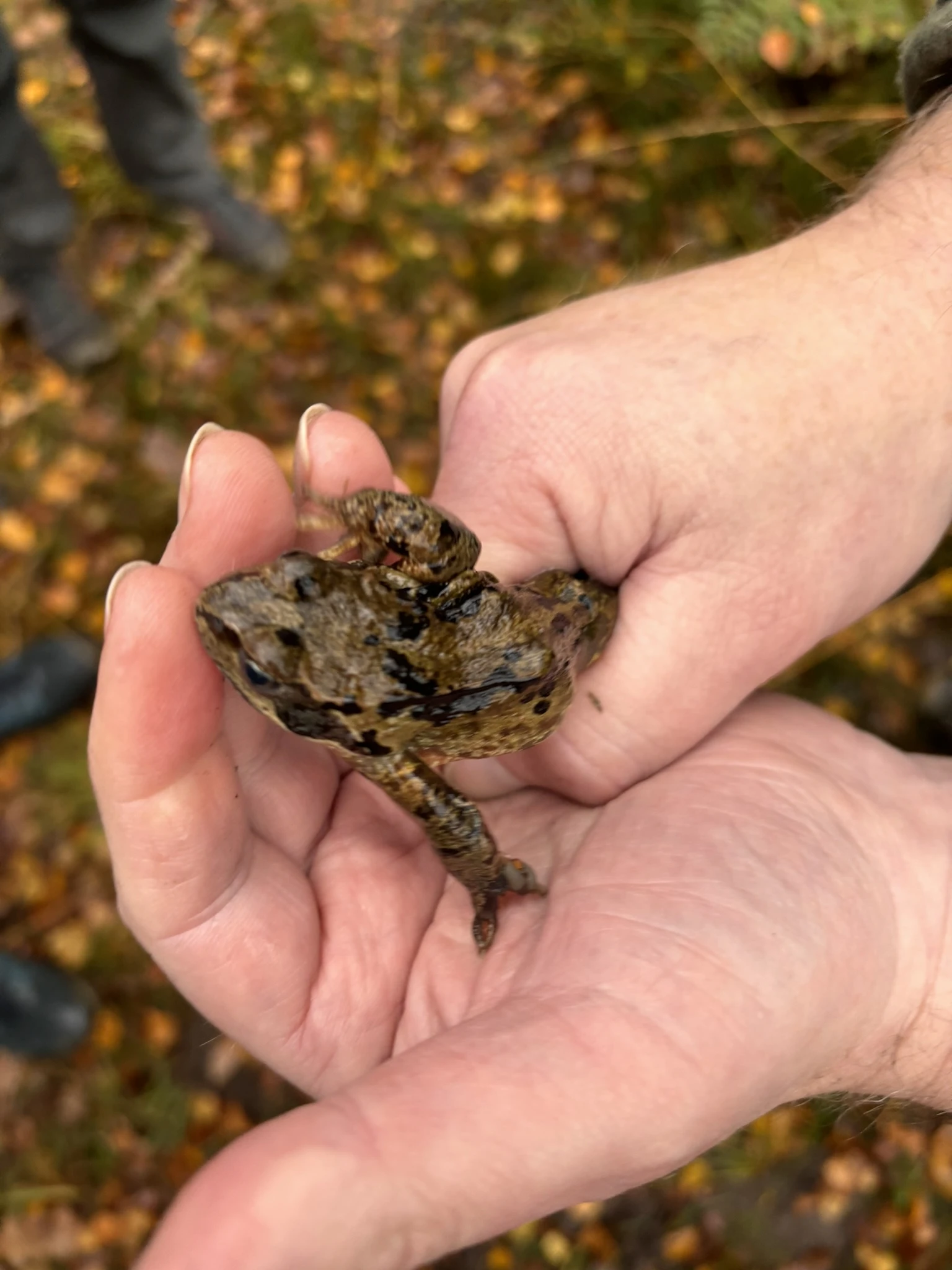 Der Grasfrosch ist gut getarnt im Wald.JPEG