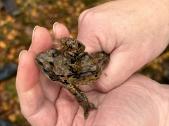 Der Grasfrosch ist gut getarnt im Wald.JPEG