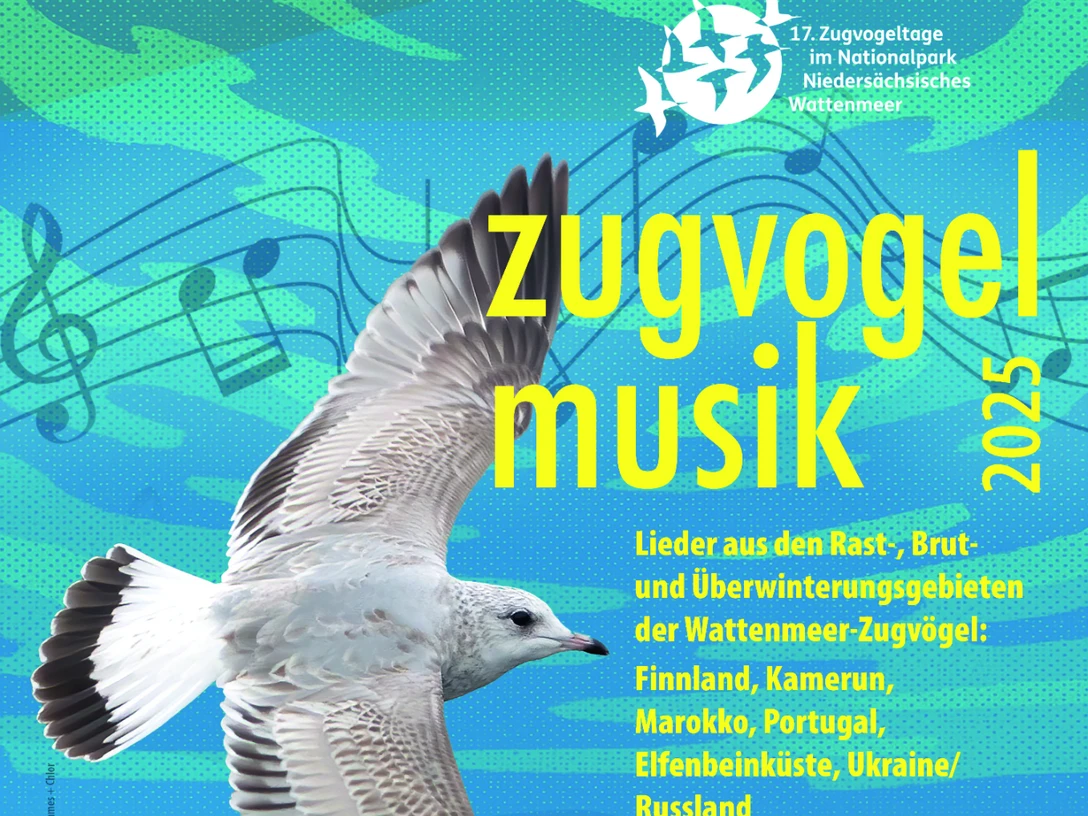 Zugvogelmusik 2025 Plakat der Zugvogelmusik mit Möwe