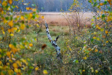 Dosenmoor_148