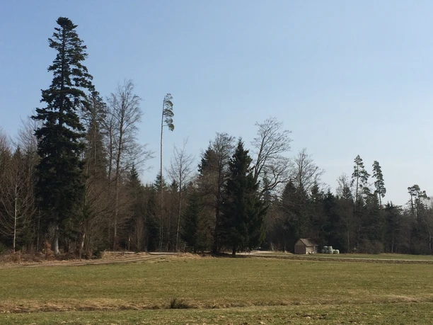 Kälberbronner Wiese