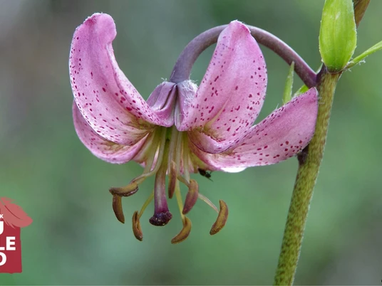 Blühende Türkenbundlilie