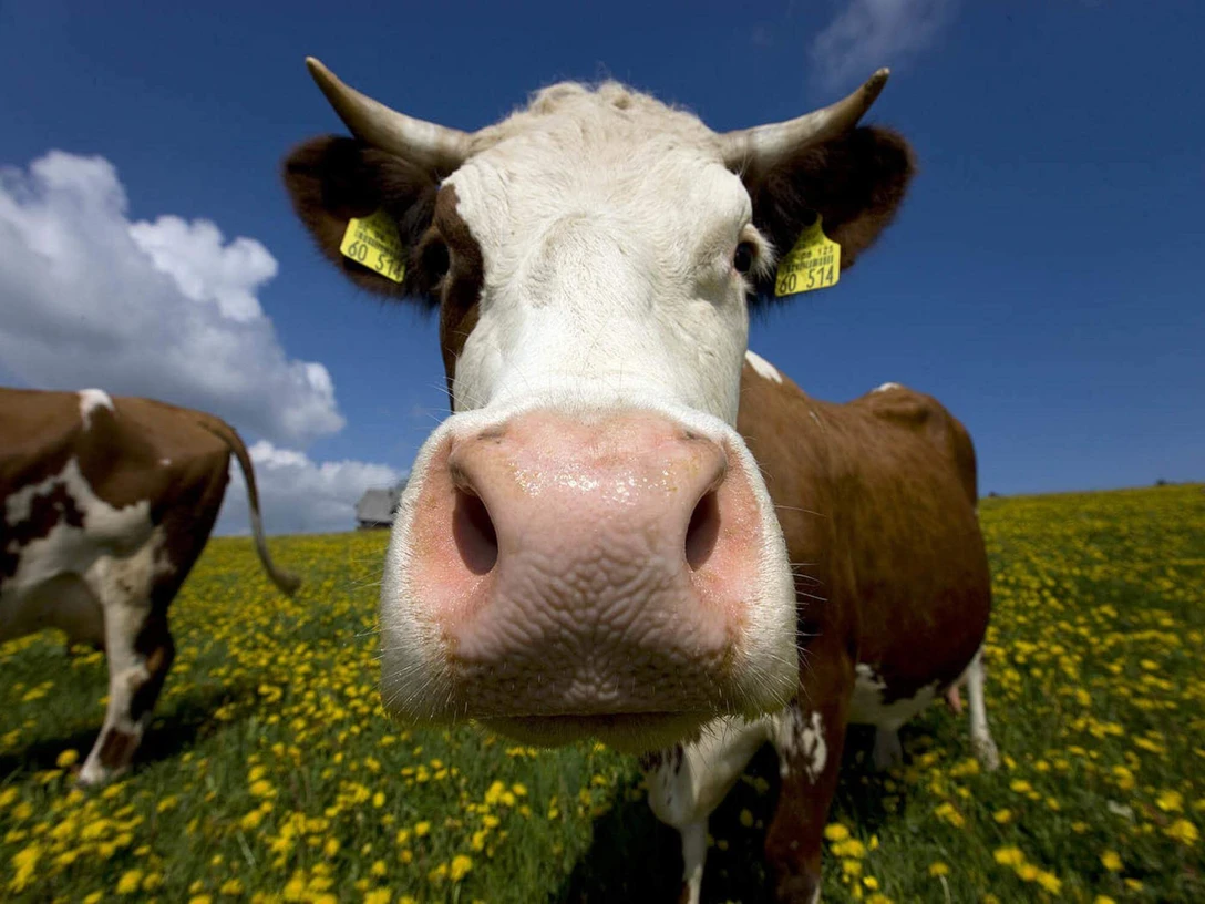 Bauernhof Kuh Schmuckbild TMBW 4