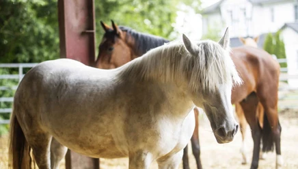 Reiten im Schmallenberger Sauerland und der Ferienregion Eslohe