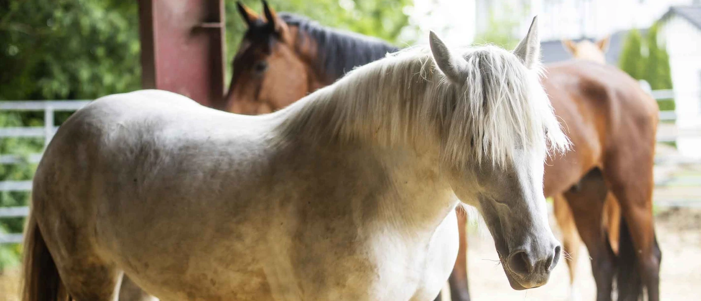 Reiten im Schmallenberger Sauerland und der Ferienregion Eslohe