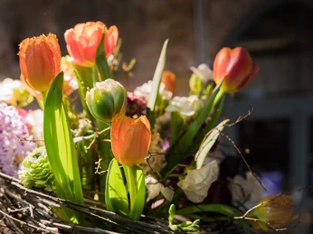 Palais_im_Grossen_Garten_Dresden_TPR4368 (c) Sebastian Thiel (6).jpg Bunter Tulpenstrauß in natürlichem Licht, umgeben von weiteren Frühlingsblumen.Colorful bouquet of tulips in natural light, surrounded by other spring flowers.Barevná kytice tulipánů v přirozeném světle, obklopená dalšími jarními květinami.Kolorowy bukiet tulipanów w naturalnym świetle, otoczony innymi wiosennymi kwiatami.Kleurrijk boeket tulpen in natuurlijk licht, omringd door andere lentebloemen.Bouquet colorato di tulipani alla luce naturale, circondato da altri fiori primaverili.