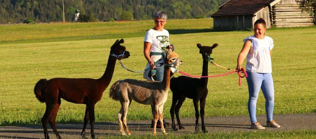 Winterliche Alpakawanderung