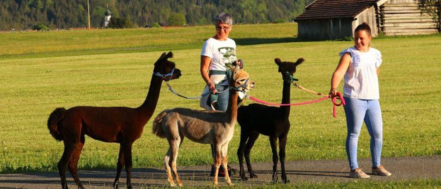 Winterliche Alpakawanderung