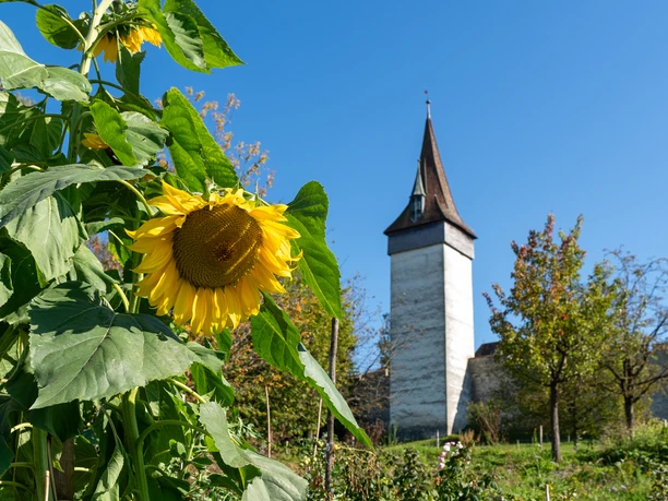 Biodiversitätsschaugarten Musegg