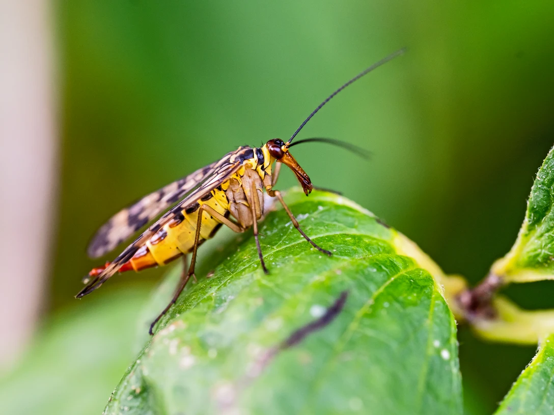 2026-01-15 Rathausausstellung Ferdinand Niessen Wendland 028 Skorpionfliege@F. Niessen.jpg