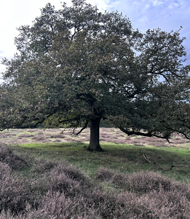 Podcastfolge mit Naturpark-Ranger im Borkener Paradies ©Emsland Tourismus GmbH (1).JPEG