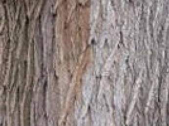 Unser erfahrener Baumexperte ist ihr Tourguide.