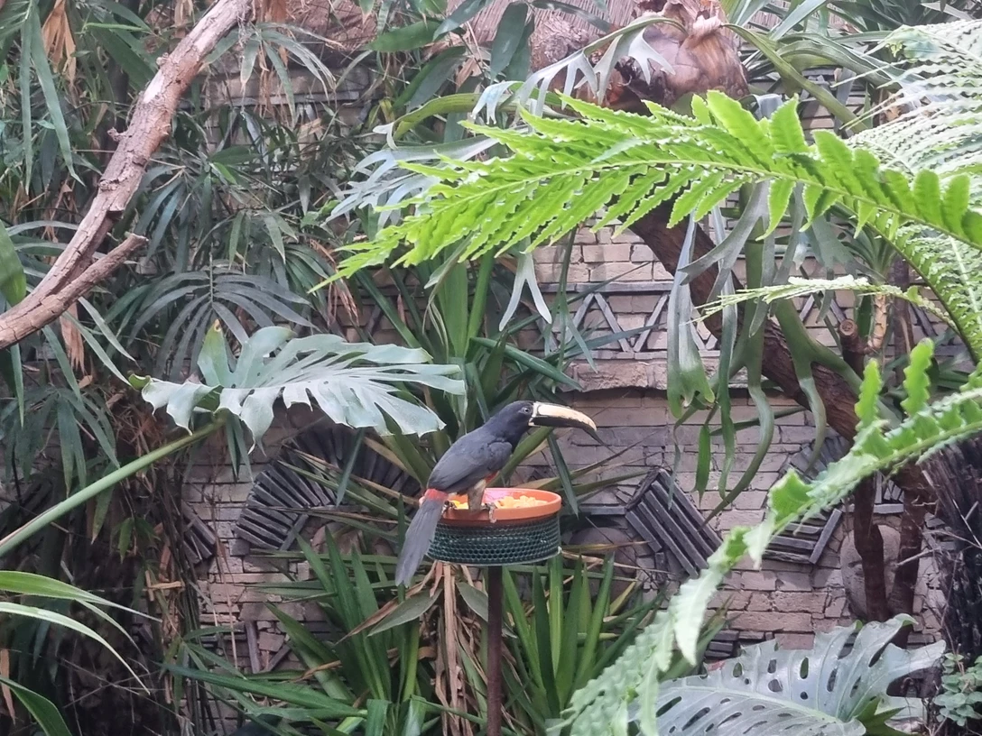 Arassari im Zoo Stralsund