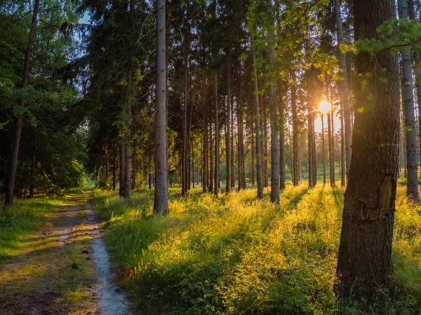 HK230611048.jpg Sonnenlicht fällt durch hohe Nadelbäume auf einen schmalen Waldweg in ruhiger Natur bei Lingen.