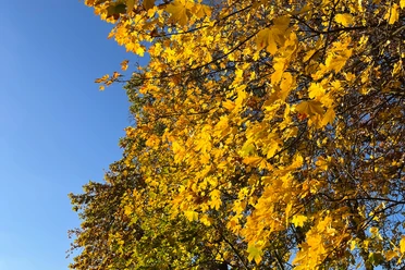 Widerstandskraft durch die Natur
