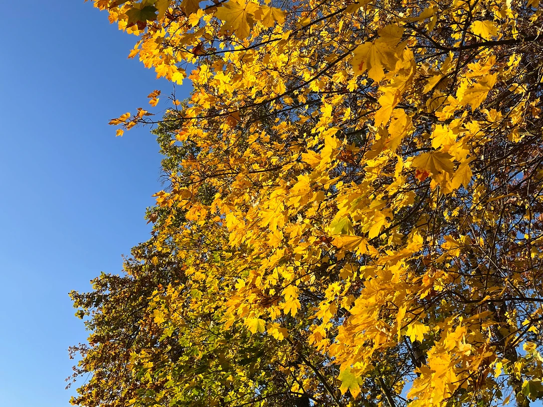 Widerstandskraft durch die Natur