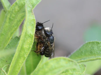 Mauerbienen