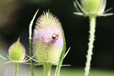 Wilde Karde mit Hummel