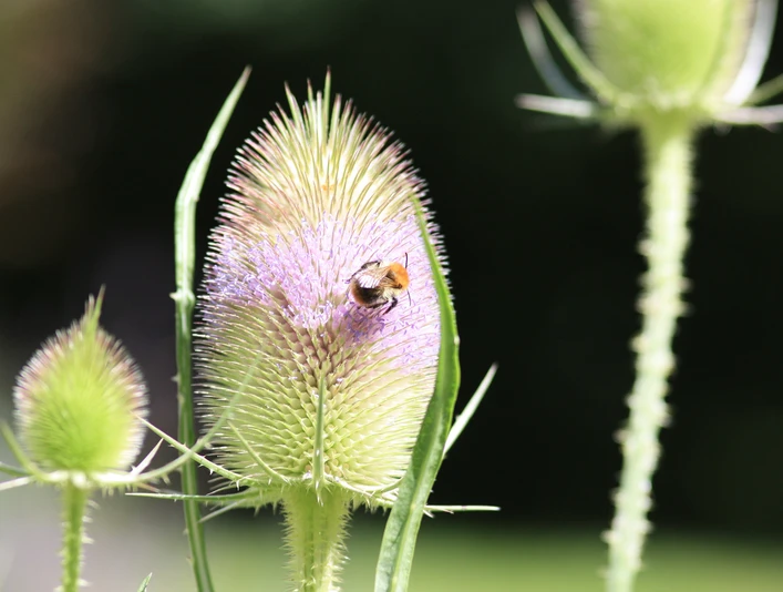 Wilde Karde mit Hummel