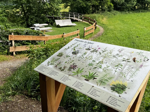 Infotafel "Pflanzen im Wald"