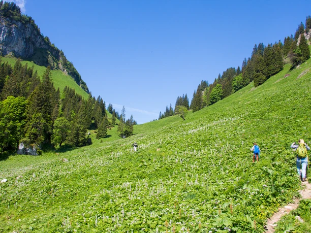 Kurz vor dem Bäckenalmsattel