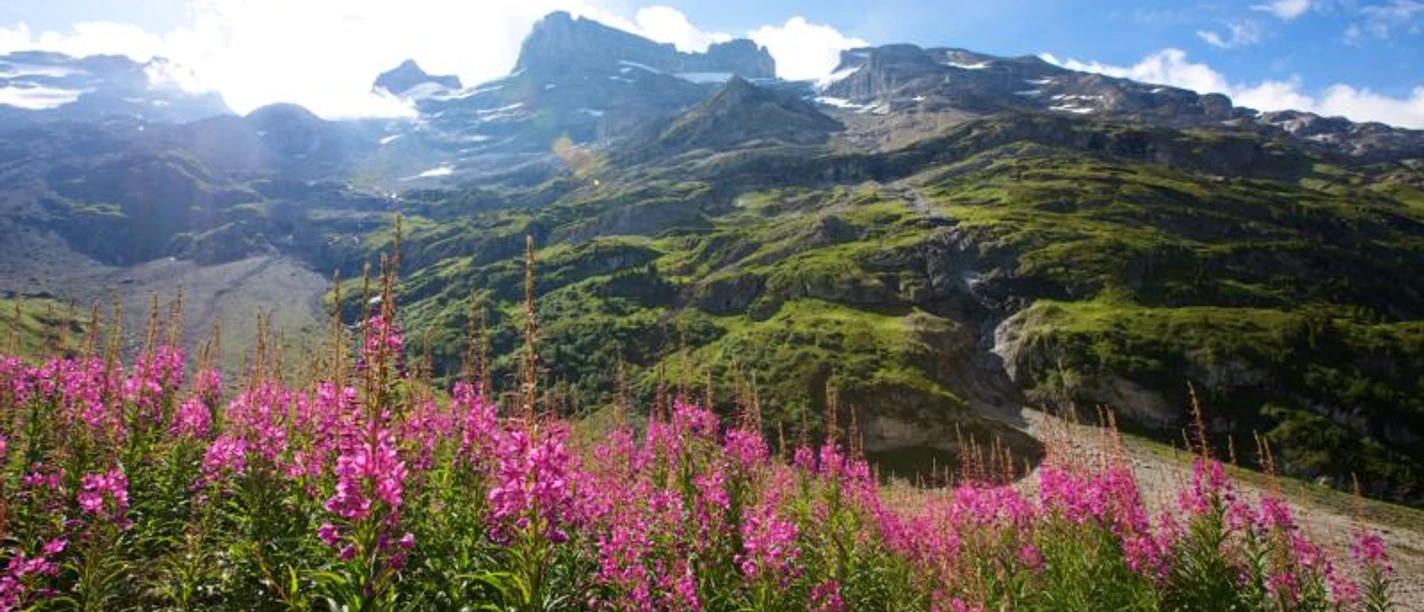 Blumenwiese am Jochpass