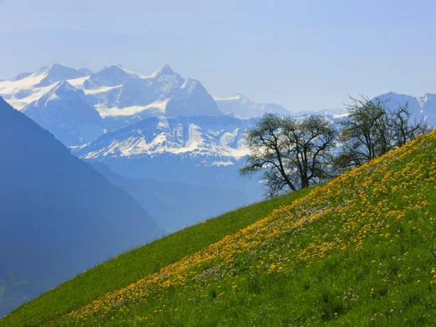 Aussicht auf die Berner Alpen