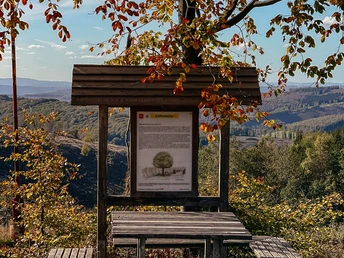 Rastplatz Kaffeebuche auf dem Rothaarsteig im Herbst