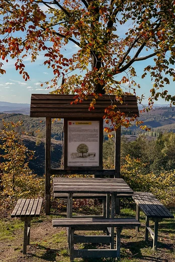 Rastplatz Kaffeebuche auf dem Rothaarsteig im Herbst