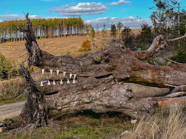 Naturkunst auf der Haincher Höhe