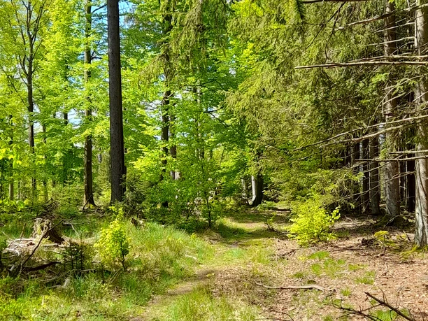 Der helle Pfad durch den Buchenwald am Hermeskopf