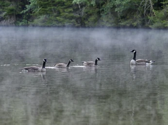 Canadagänse auf dem Rösper Weiher im Morgennebel