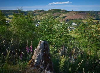 Aussicht Mackelshelle oberhalb von Feudingen Fingerhut am Wegesrand