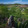 Aussicht Mackelshelle oberhalb von Feudingen Fingerhut am Wegesrand