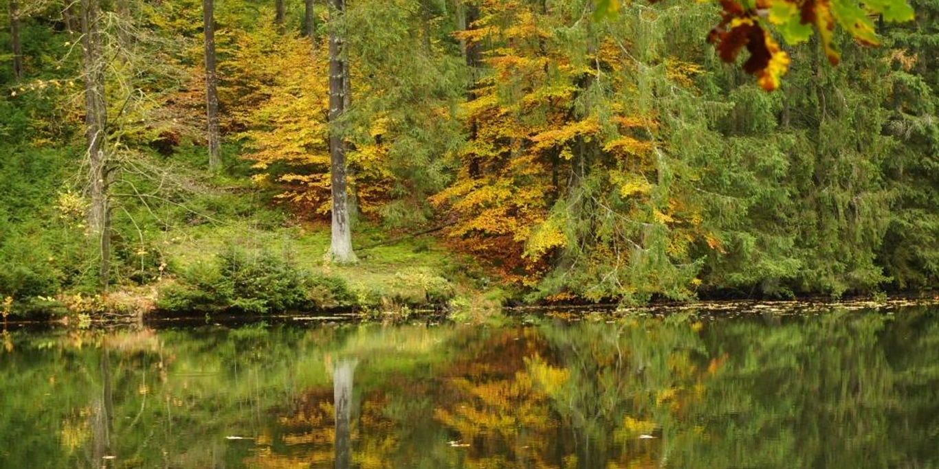 Der Herbst tupft die Umgebung am Weiher in ein buntes Farbenmeer.