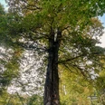 Naturdenkmal Lucaseiche am Rothaarsteig