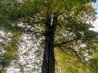 Naturdenkmal Lucaseiche am Rothaarsteig