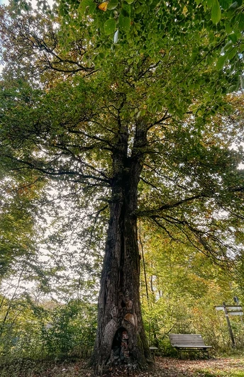 Naturdenkmal Lucaseiche am Rothaarsteig