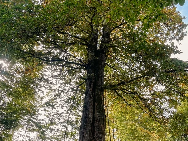 Naturdenkmal Lucaseiche am Rothaarsteig