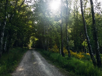 Rothaarsteig bei Rodenbach