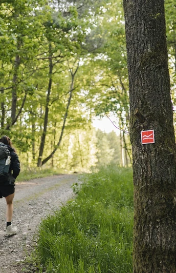 Wanderin auf dem Rothaarsteig bei Rodenbach