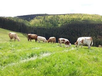 Wittgensteiner Bio Rindfleisch