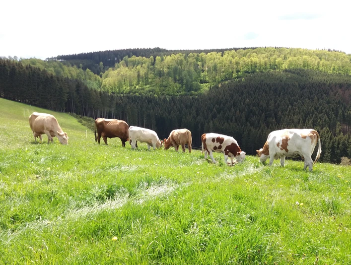 Wittgensteiner Bio Rindfleisch