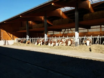 Wittgensteiner Bio Rindfleisch