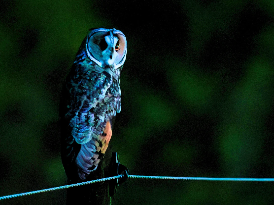 Vortrag Ornithologische Highlights