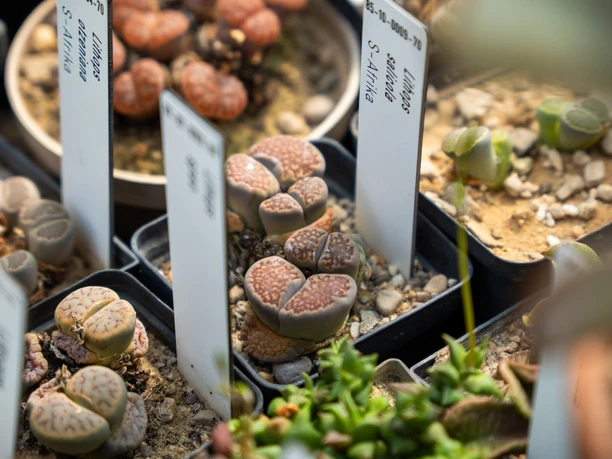 Anzuchtshaus im Botanischen Garten