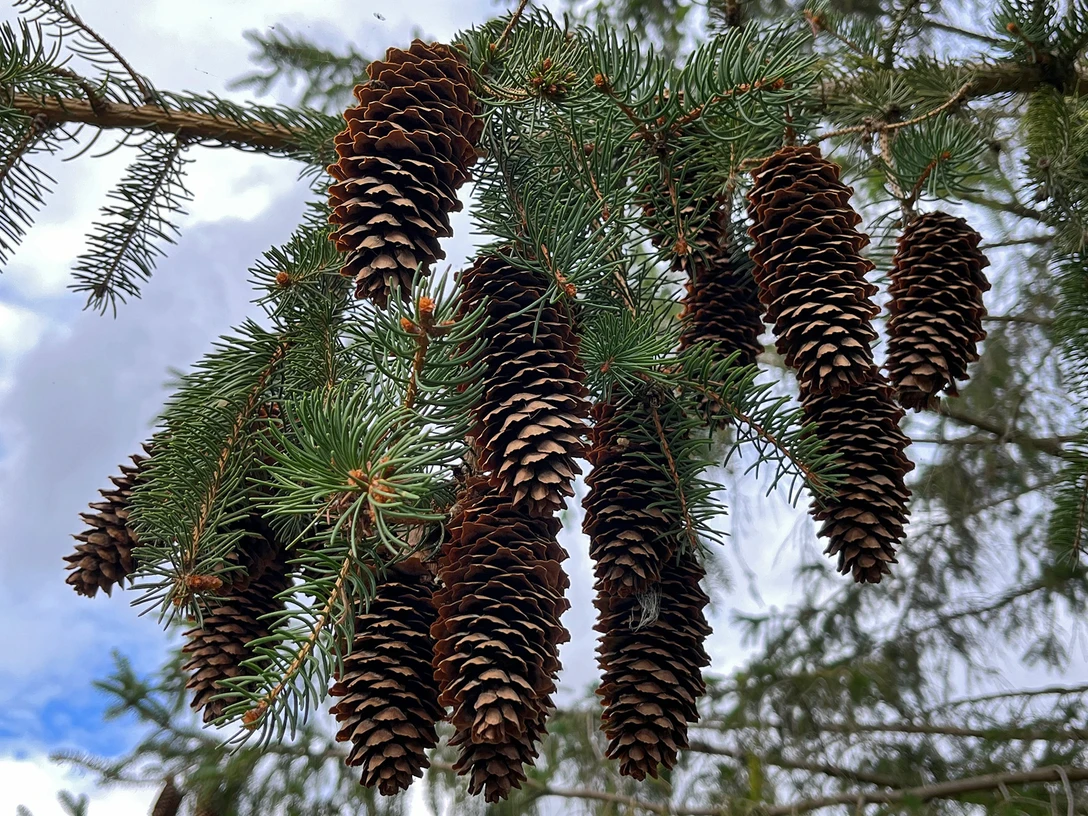 Fichtenzapfen_c_MSH-UZU.jpg