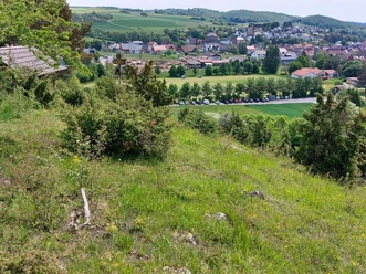 WPP_Hie-_und_Kripploecher_Am_Sportplatz_Frankershausen__c_Claudia_Krabbes.jpg